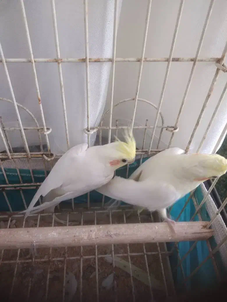 عروس هلندی مولد واقعی|پرنده|دماوند, دماوند|دیوار