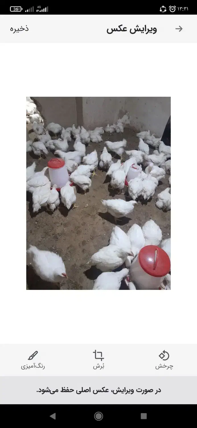 مرغ خروس|حیوانات مزرعه|گرمخان, |دیوار