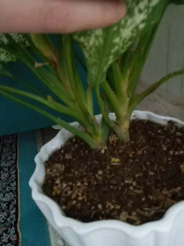 اگلونما برفی|گل و گیاه طبیعی|قم, علی آباد سعدگان|دیوار