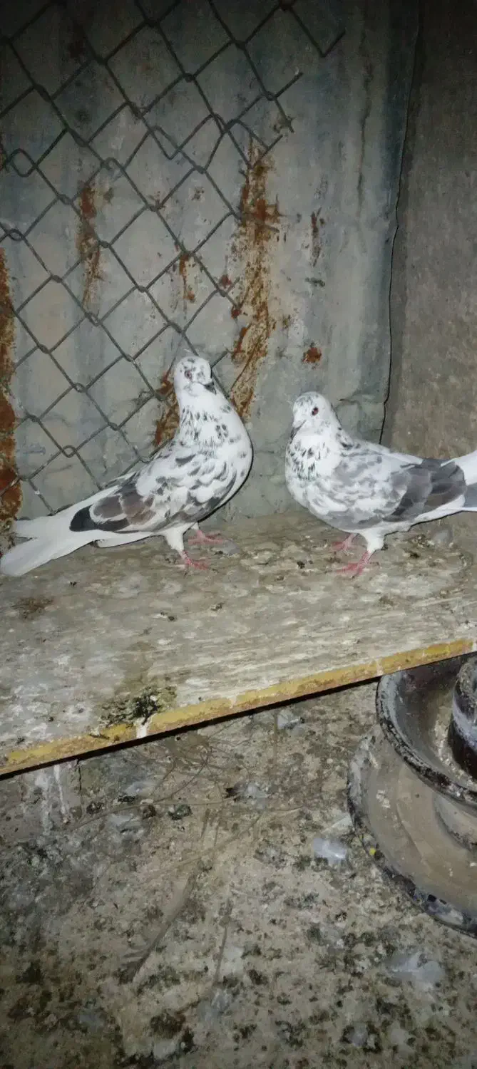 کبوتر شیخی|پرنده|سوسنگرد, |دیوار