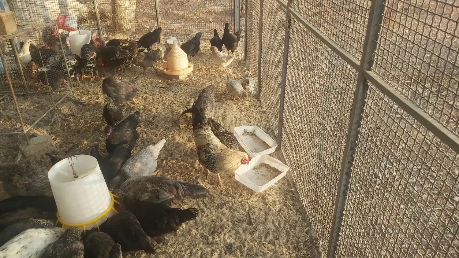 مرغ وخروس|حیوانات مزرعه|دماوند, دماوند|دیوار