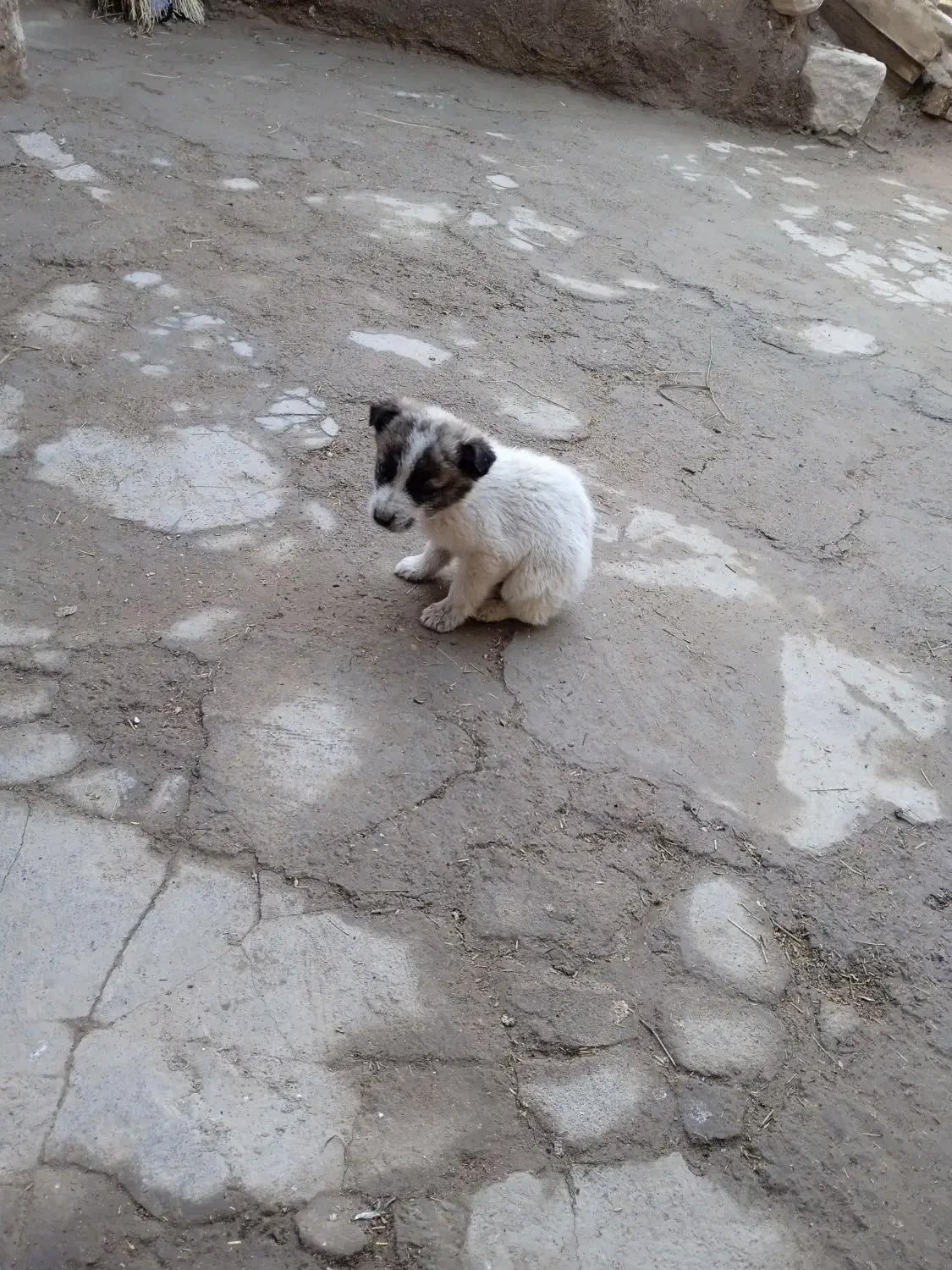 توله سگ نر|سگ|انگوران, |دیوار