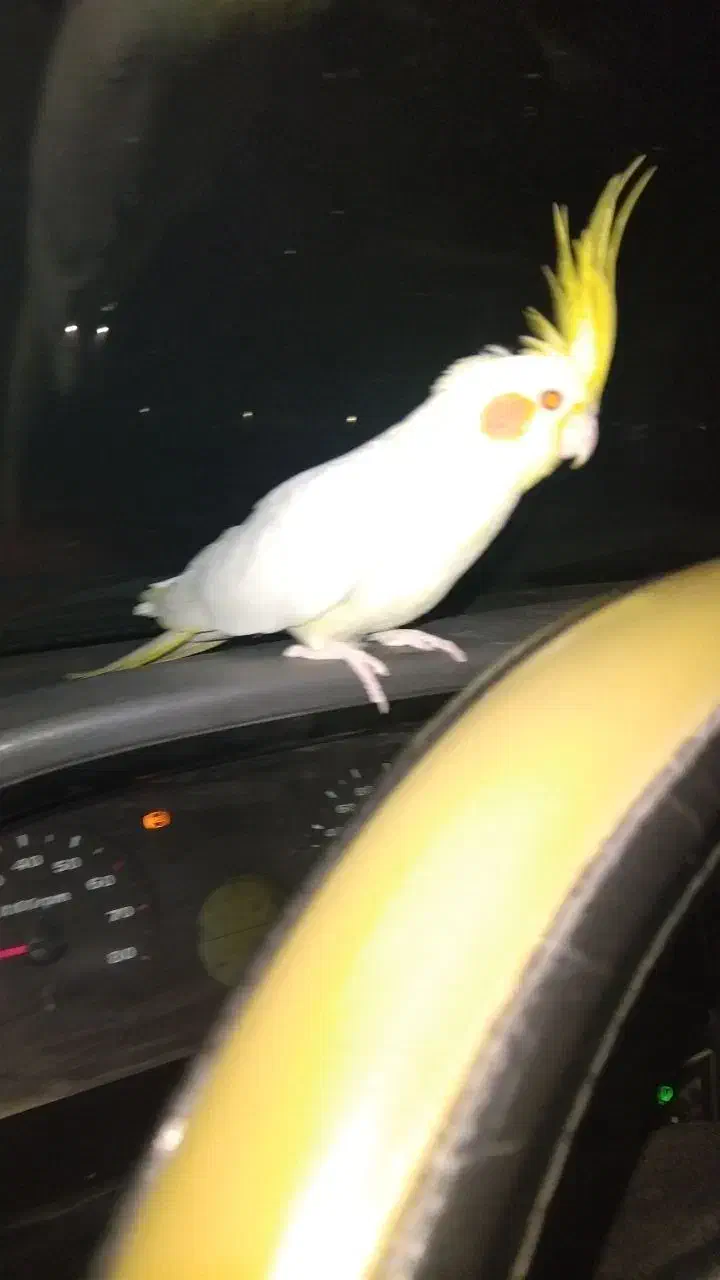 عروس هلندی بالغ نر سخنگو|پرنده|شیروان (خراسان), |دیوار