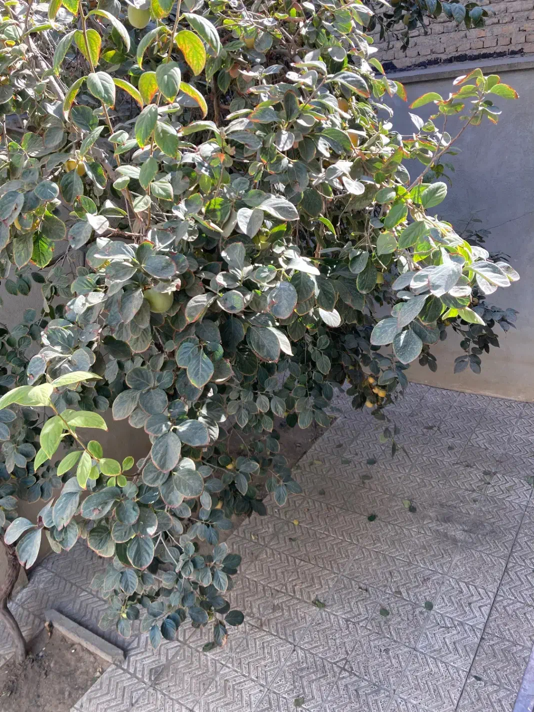 منزل مسکونی ویلایی حیاط دار|اجارهٔ خانه و ویلا|میاندوآب, |دیوار