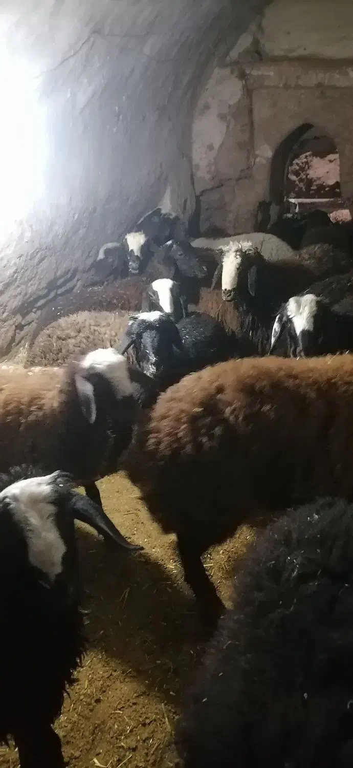 سلام 15راس بره ماده نژادشال|حیوانات مزرعه|دشتابی, |دیوار