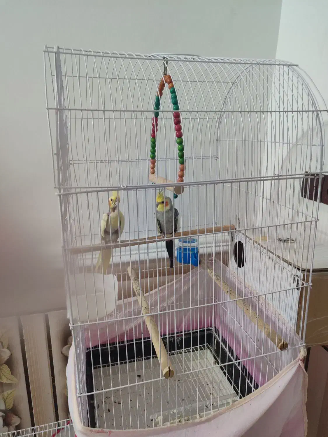 جفت عروس هلندی|پرنده|زابل, |دیوار