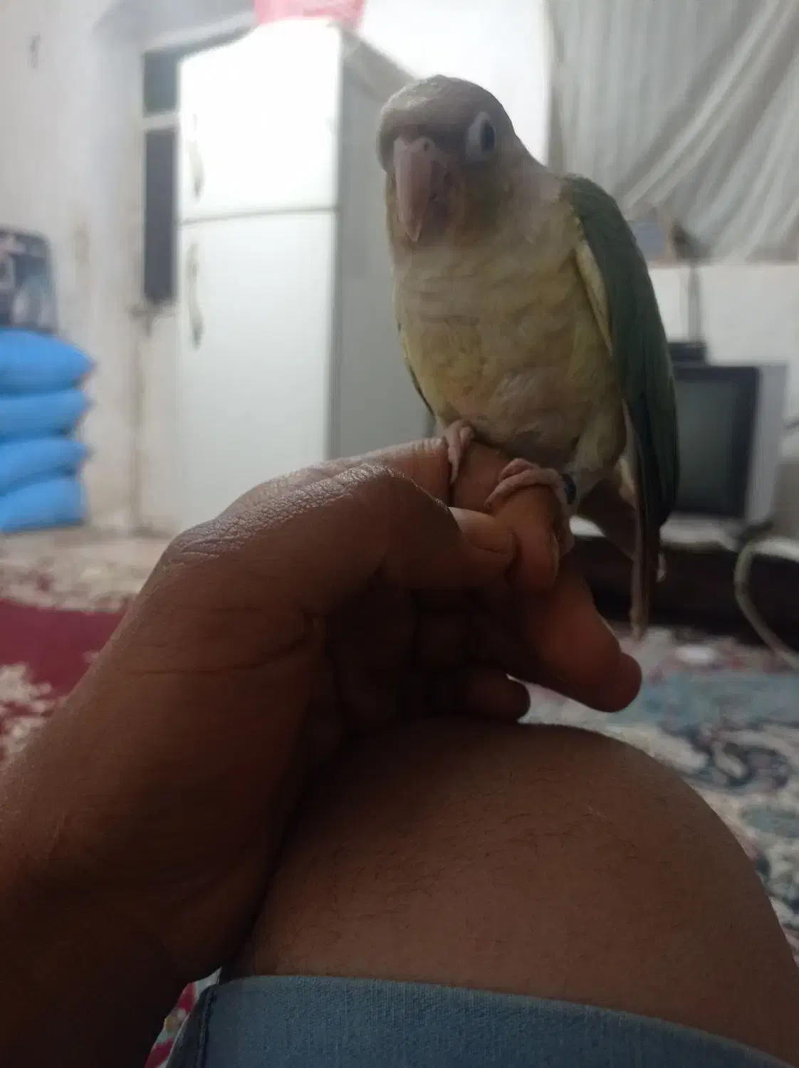 طوطی گرنچیک|پرنده|کهنوج, |دیوار