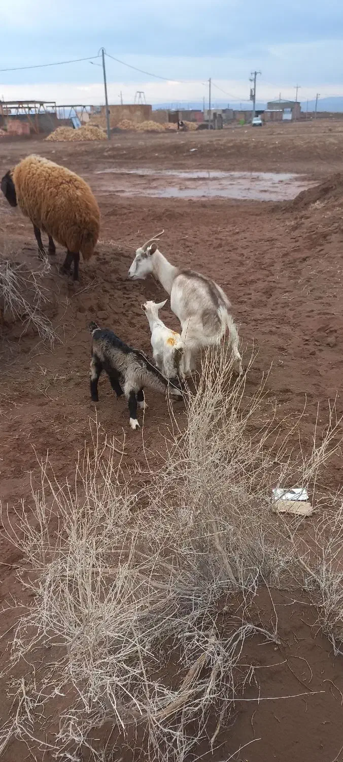 بز جوان|حیوانات مزرعه|نیشابور, مازول|دیوار