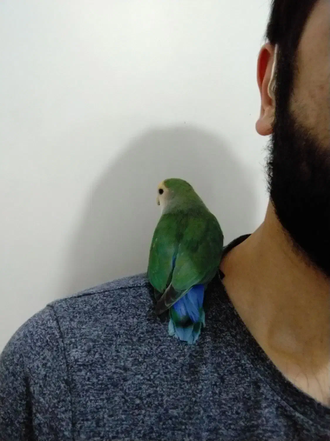 طوطی برزیلی سالم|پرنده|مشکیندشت, |دیوار