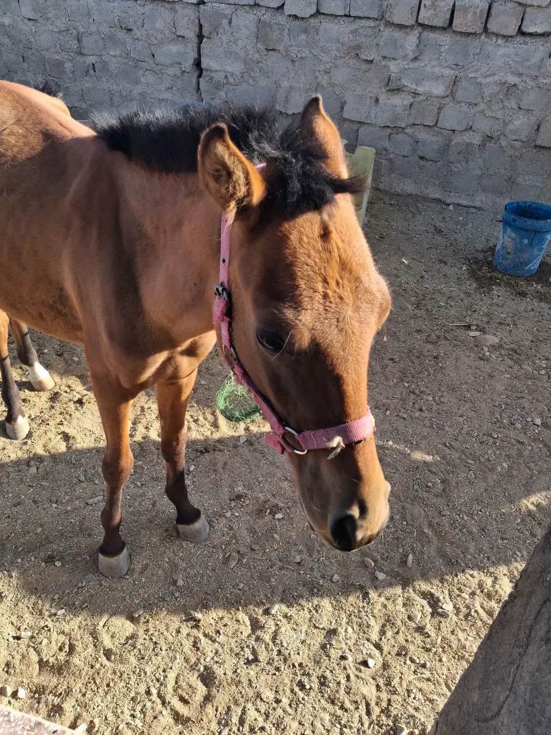 کره اسب|اسب و تجهیزات اسبسواری|دورود, |دیوار