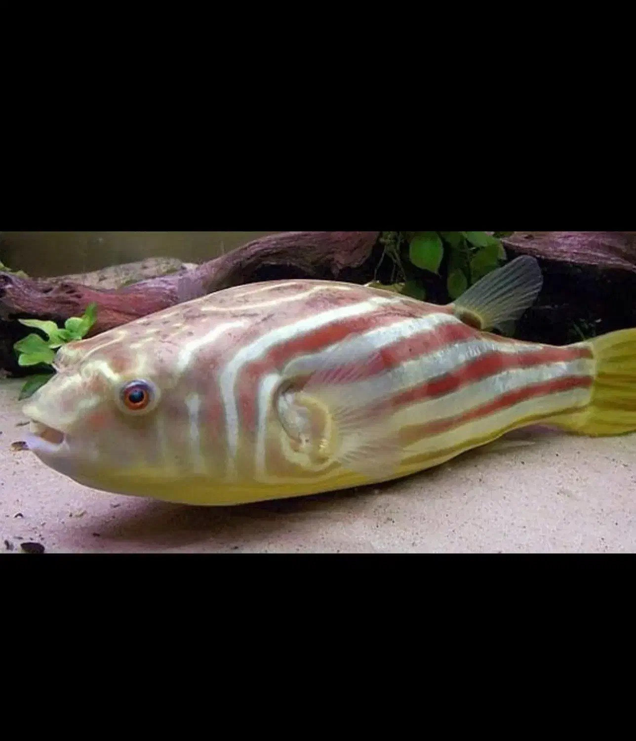 ماهی پافر فاهاکا بزرگ(مشابه فلاور)|ماهی|تبریز, |دیوار