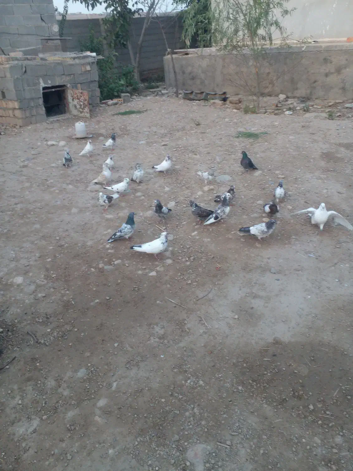 کبوترتکپر|پرنده|فراغی, |دیوار