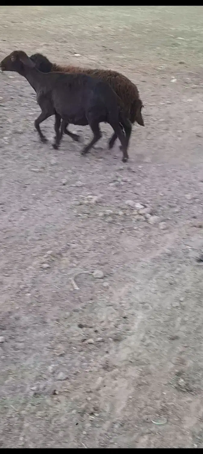 میش آبستن|حیوانات مزرعه|کنگاور, |دیوار