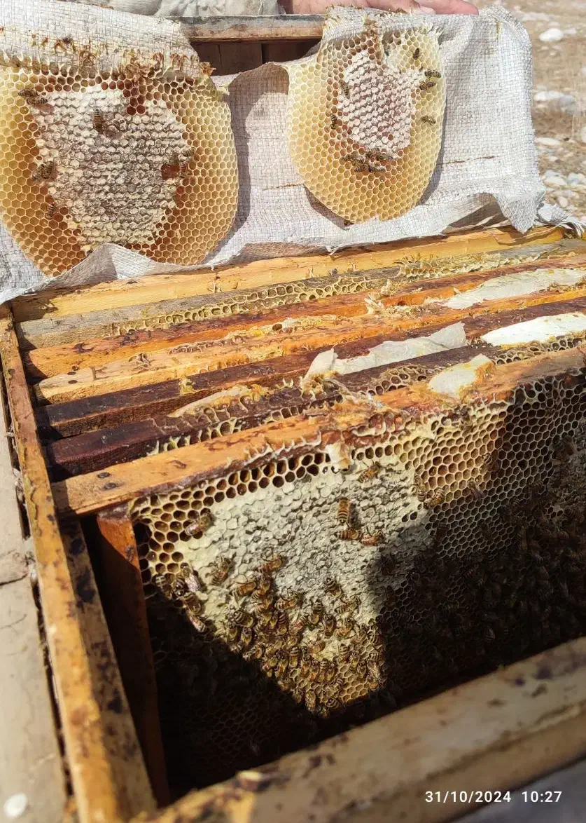 عسل صد در صد طبیعی کنار وحشی هرمزگان و ژل رویال|خوردنی و آشامیدنی|مشهد, ایثارگران|دیوار