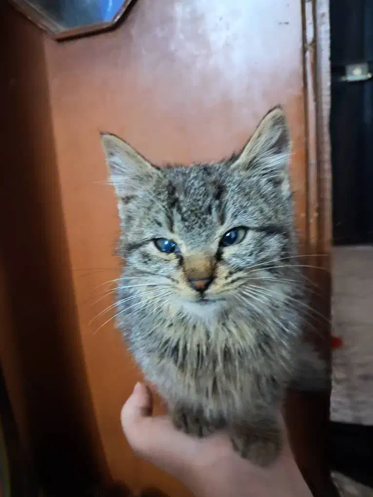 واگذاری رایگان بچه گربه نر دو ماهه|گربه|لاهیجان, فیاض|دیوار