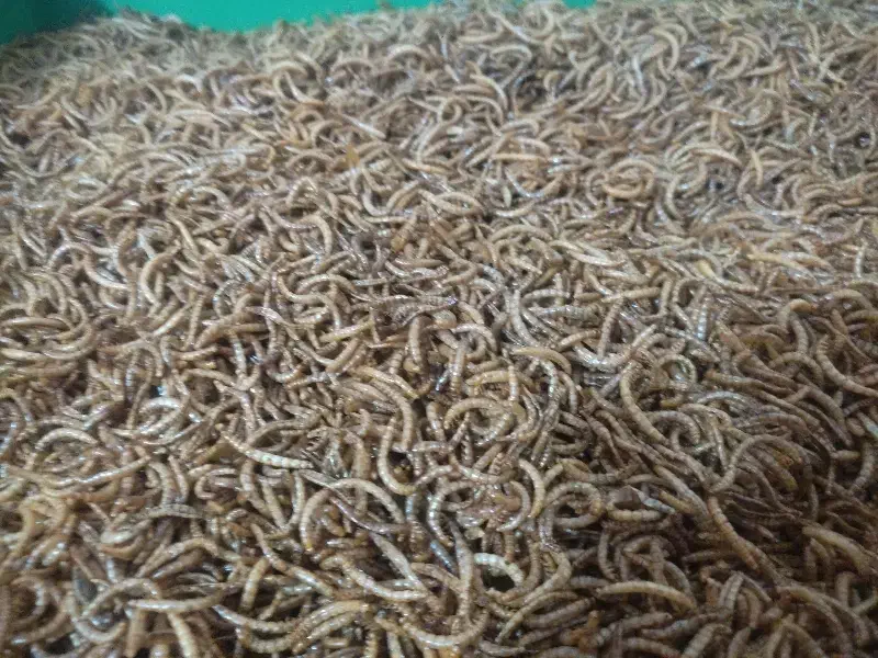 کرم میلورم|خزنده|تبریز, |دیوار