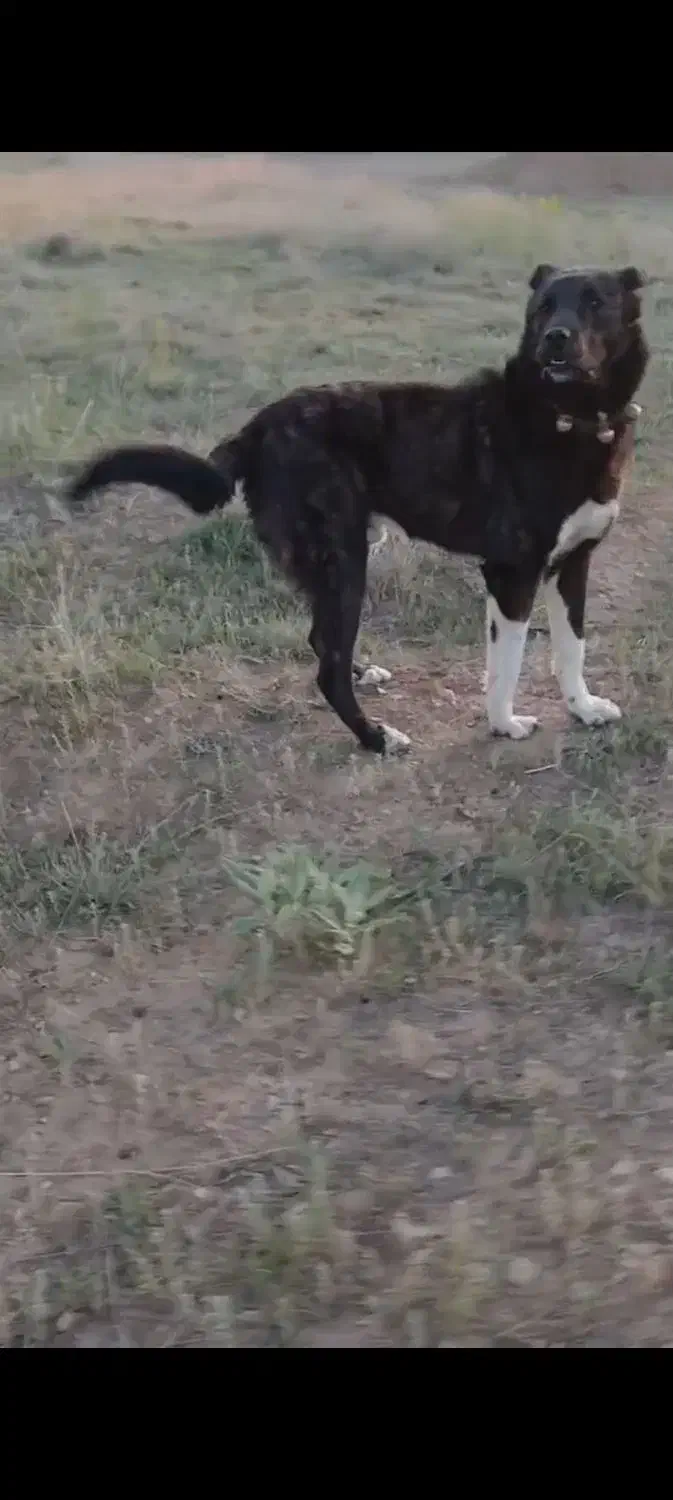 سگ گله افغان بشرط ۲ساله|سگ|آبگرم, |دیوار