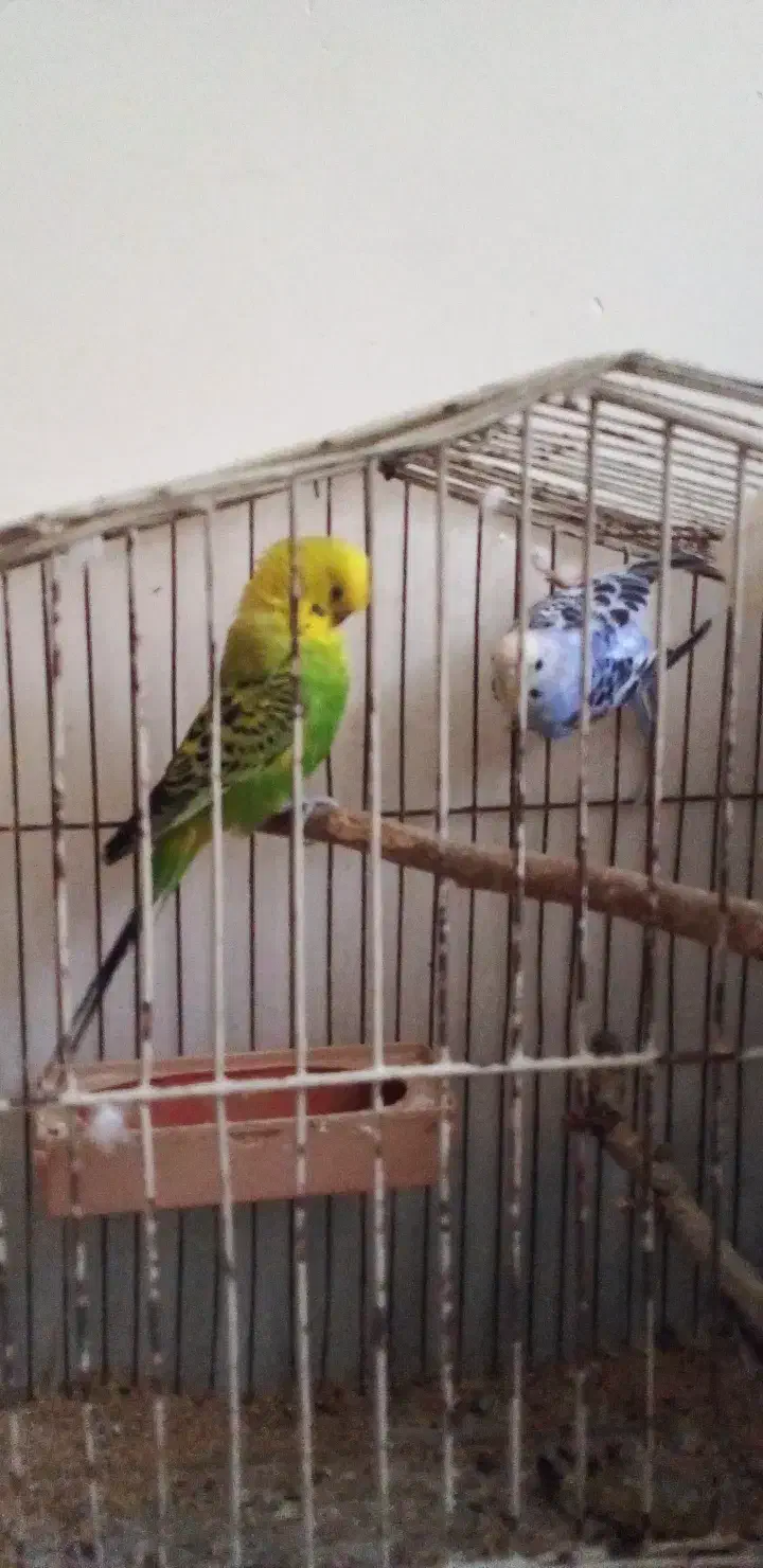 جفت مرغ عشق بالغ|پرنده|اهواز, معین زاده|دیوار