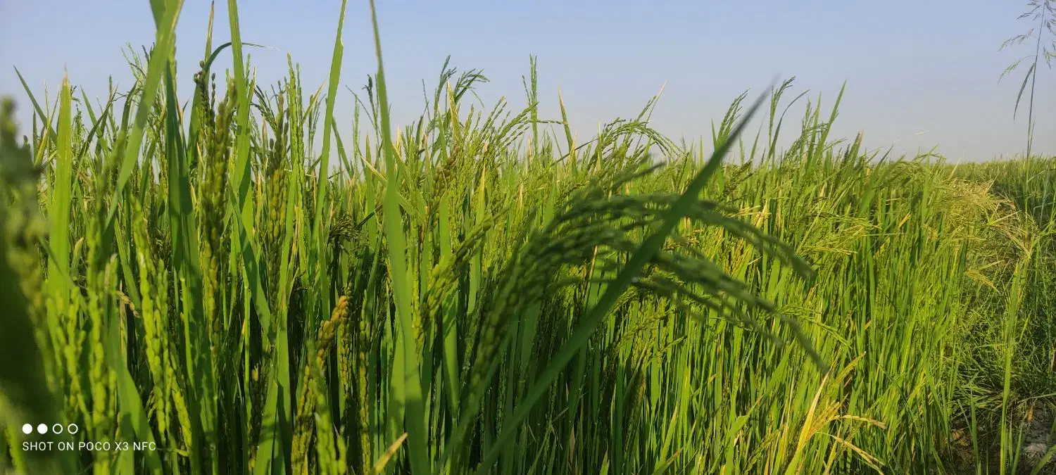 برنج کامفیروز درجه یک به شرط|خوردنی و آشامیدنی|بانش, |دیوار