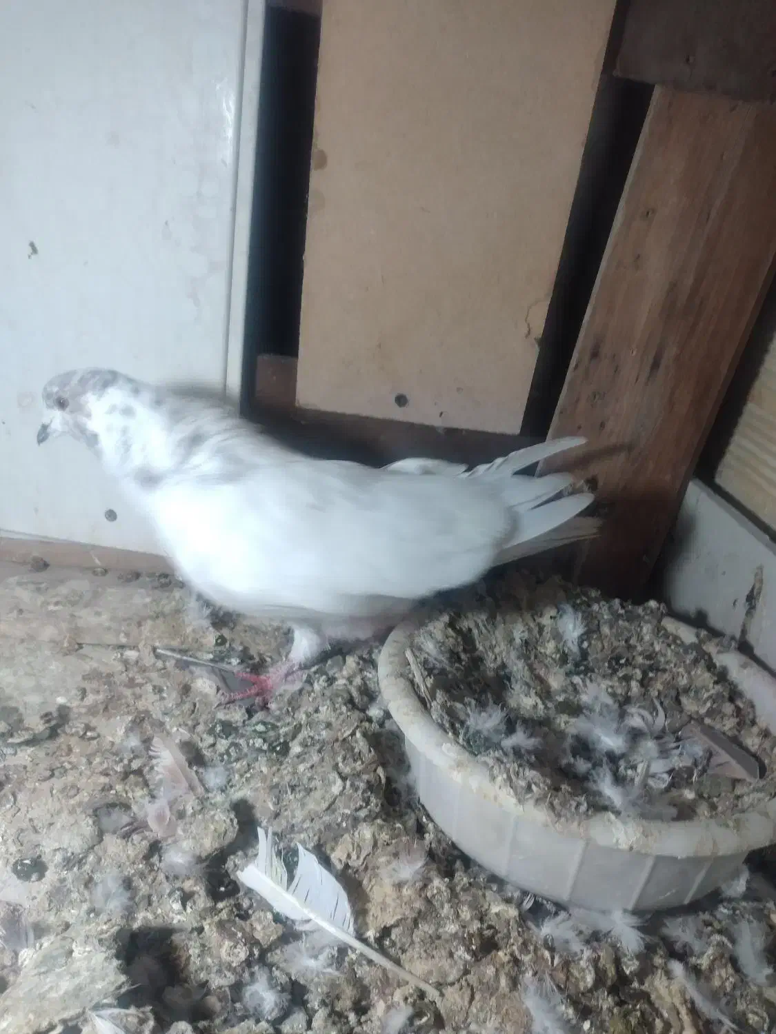 تعداد‌۱۰‌عدد‌کبوتر‌پرشی‌بفروش‌میرسد|پرنده|پلدشت, |دیوار