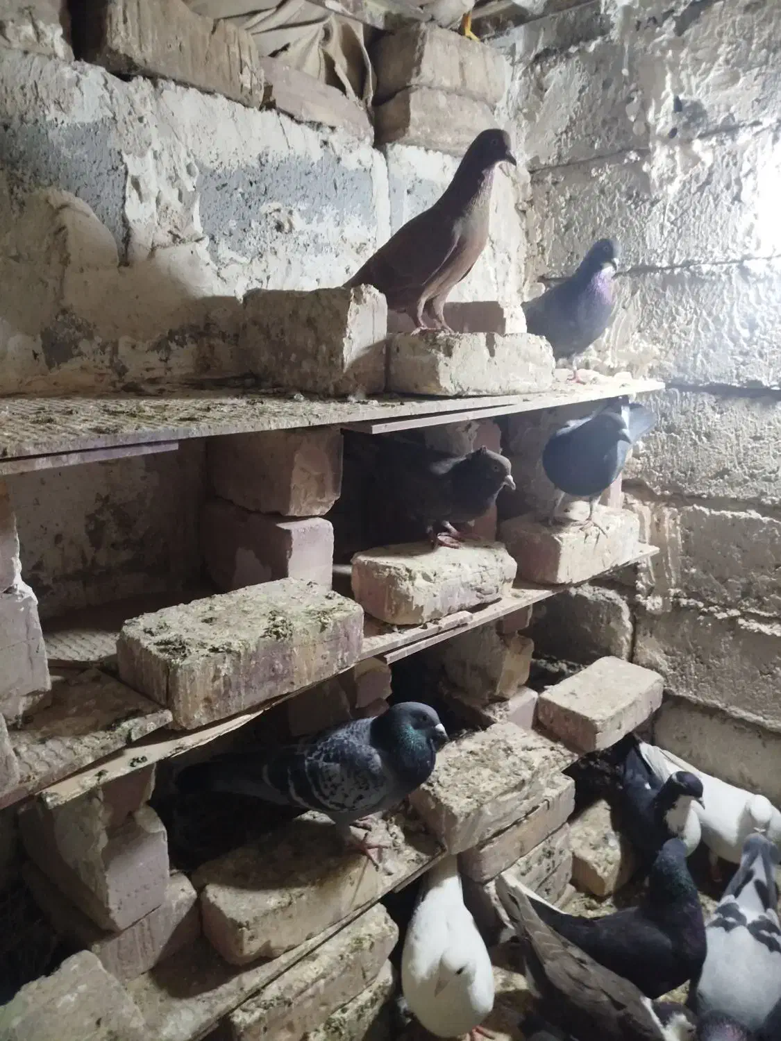 کبوتر کوله ایی|پرنده|هیرمند, |دیوار