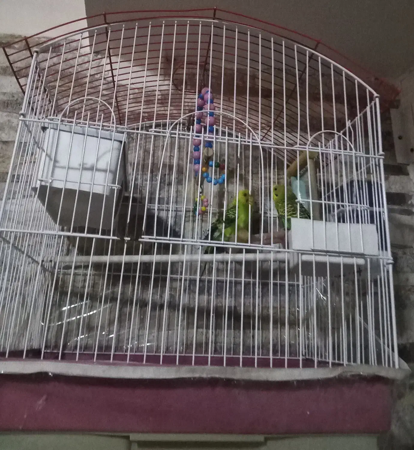 مرغ عشق نرو ماده|پرنده|تبریز, |دیوار