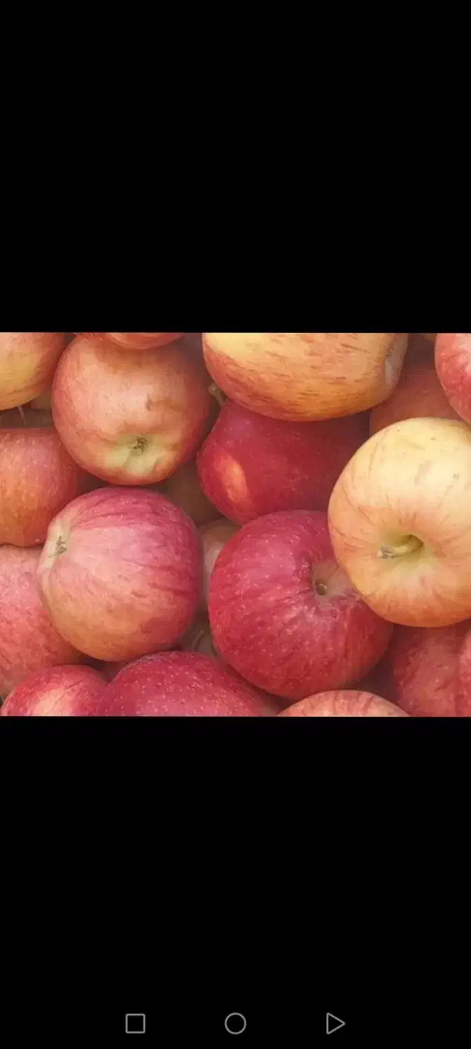 سیب گلابی ارگانیک|خوردنی و آشامیدنی|بابا حیدر, |دیوار