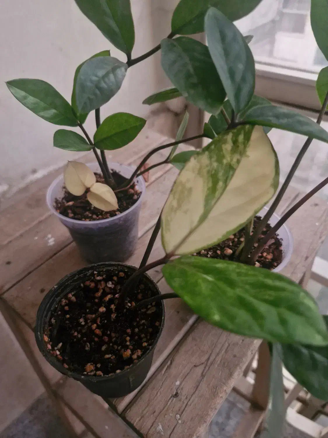 زامفولیا ابلق تایلندی|گل و گیاه طبیعی|تهران, تهرانپارس غربی|دیوار