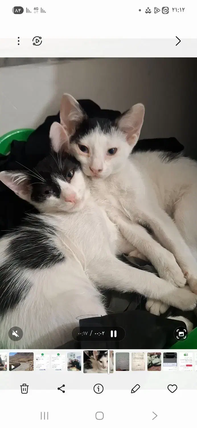 واگذاری بچه گربه دوماهه زیبا و دوست داشتنی سالم|گربه|اهواز, کمپلو جنوبی|دیوار