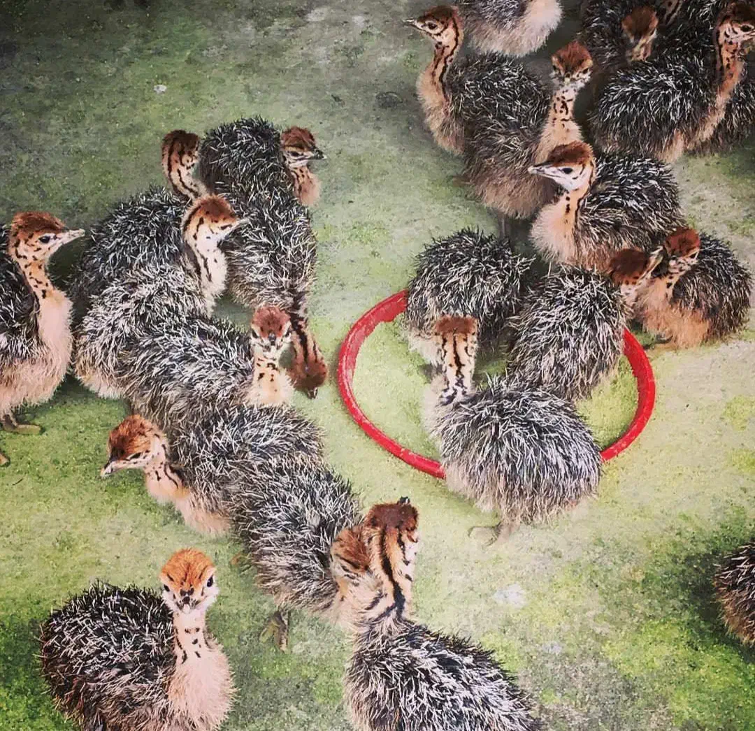 پرنده جوجه تخم خوراکی گوشت شترمرغ قلم بوقلمون|حیوانات مزرعه|یاسوج, |دیوار