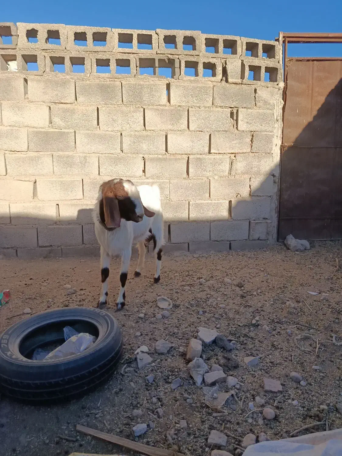 باسلام دوبز ویک نربز|حیوانات مزرعه|نیمبلوک, |دیوار