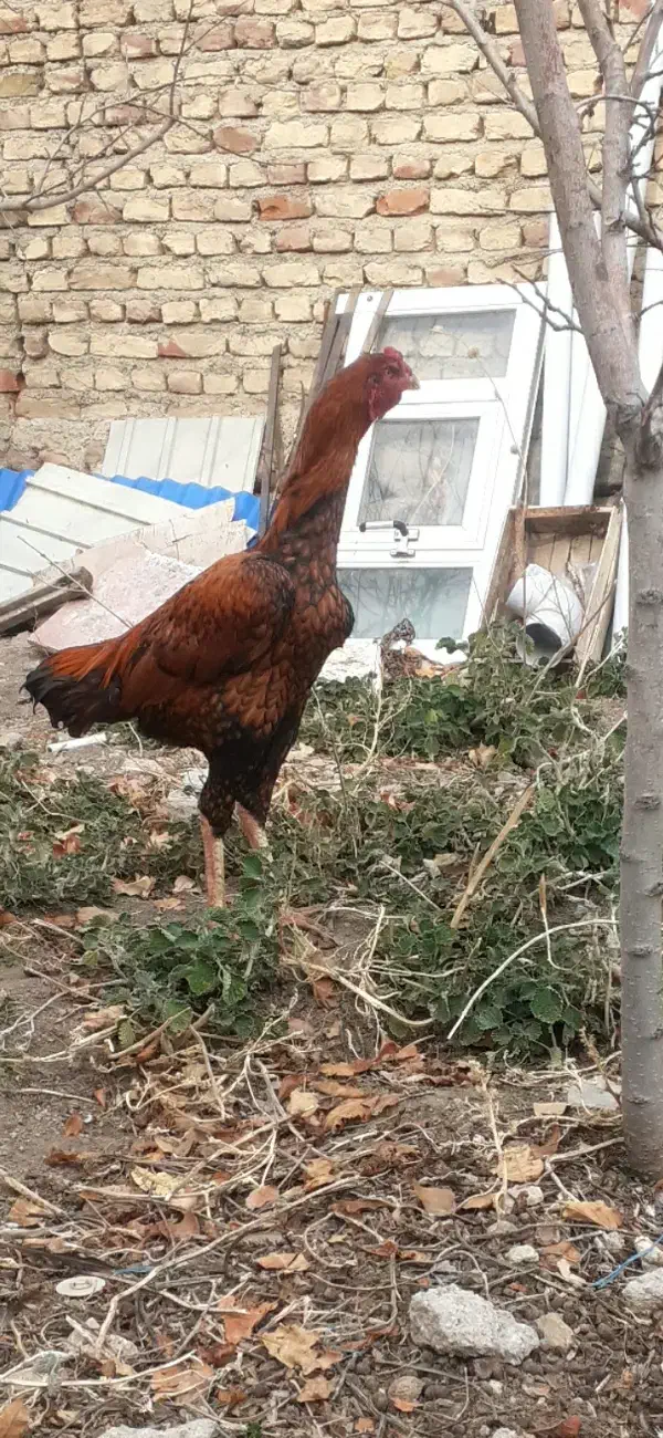 یک عدد خروس لاری سالم|حیوانات مزرعه|ورزقان, |دیوار