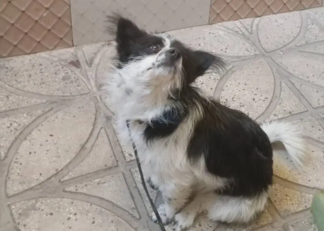 فروش سگ پاکوتاه بردر کولی.|سگ|پاکدشت, پارچین|دیوار