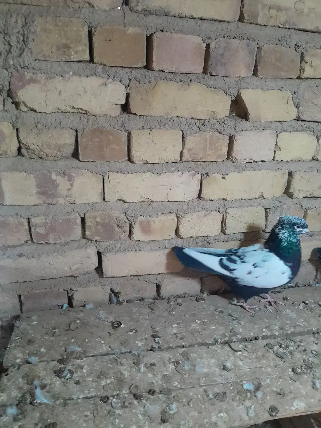 سینه سیاه، و پلاکی کبوتر|پرنده|تاکستان, |دیوار