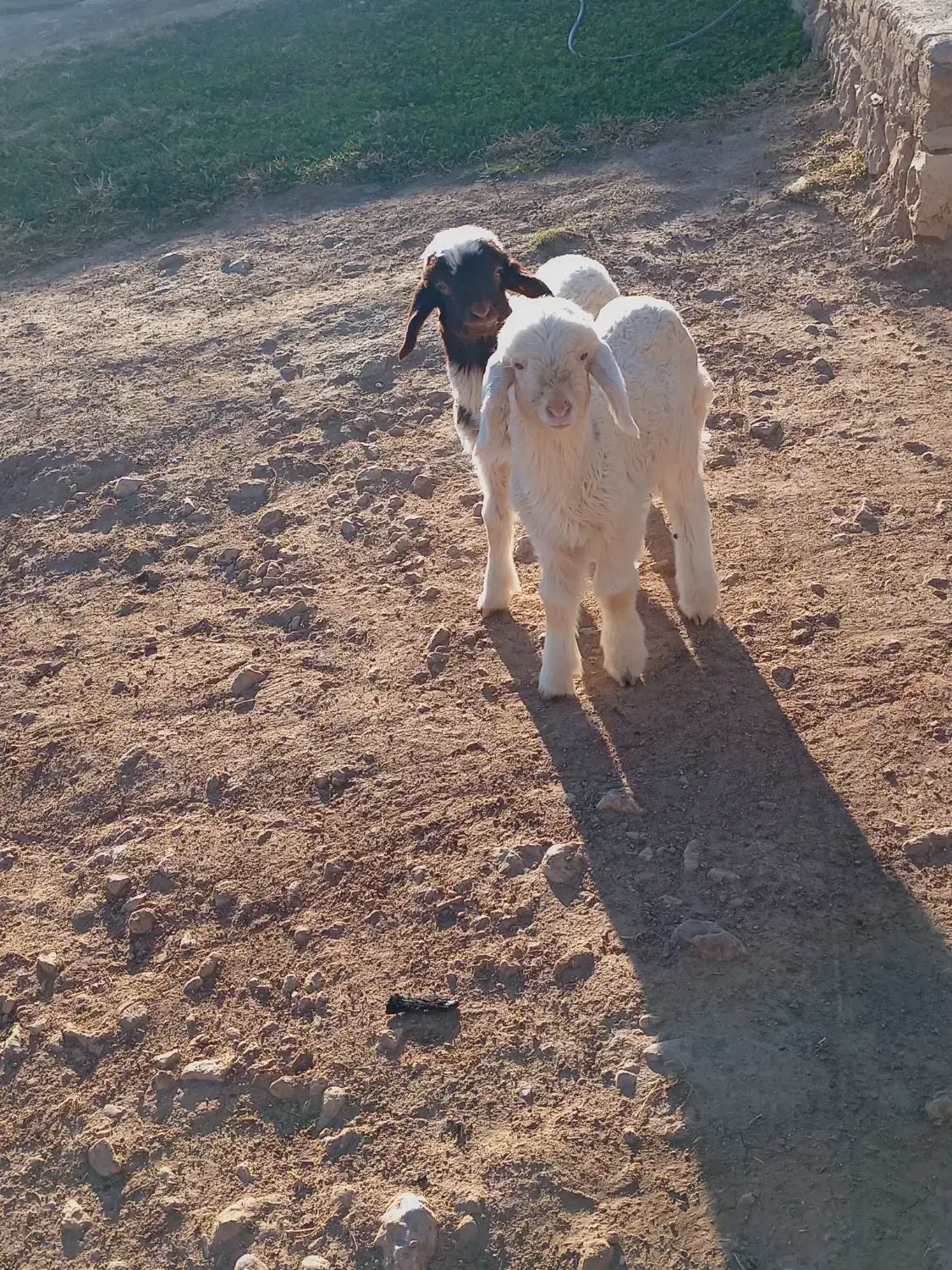 دو راس بره نر|حیوانات مزرعه|قلعه شاهین, |دیوار