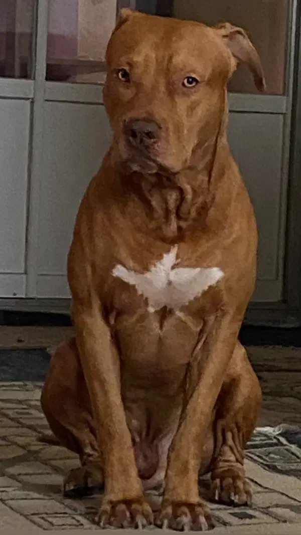 پیتبول|سگ|رشت, پارک شهر|دیوار