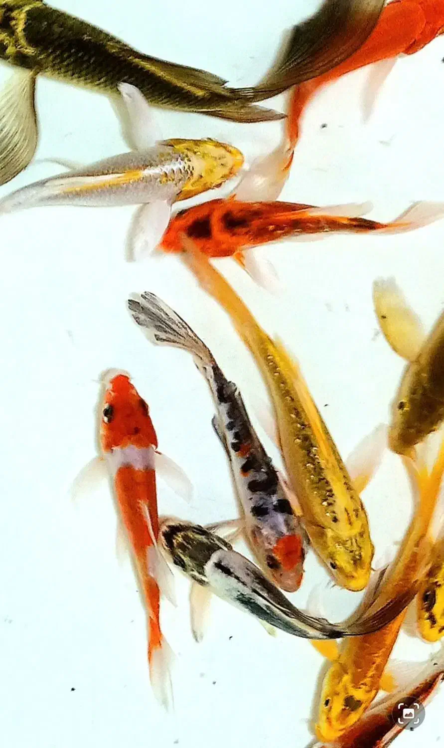 ماهی کوی سوپر باله (باله بلند )|ماهی|پرند, فاز ۳|دیوار