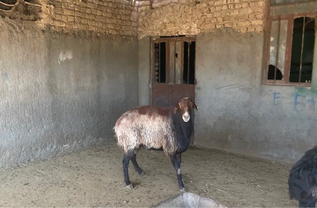 قوچ هترو|حیوانات مزرعه|مشهد, آبکوه|دیوار