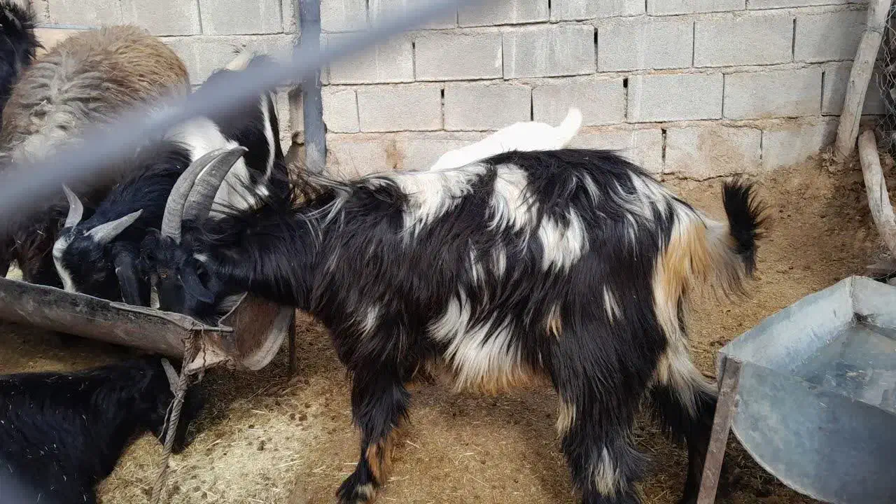 کهره نر|حیوانات مزرعه|شیراز, گویم|دیوار