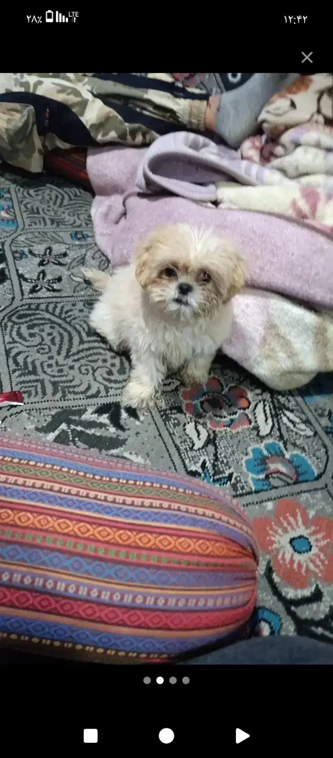 سگ گوگولی|سگ|مریوان, |دیوار