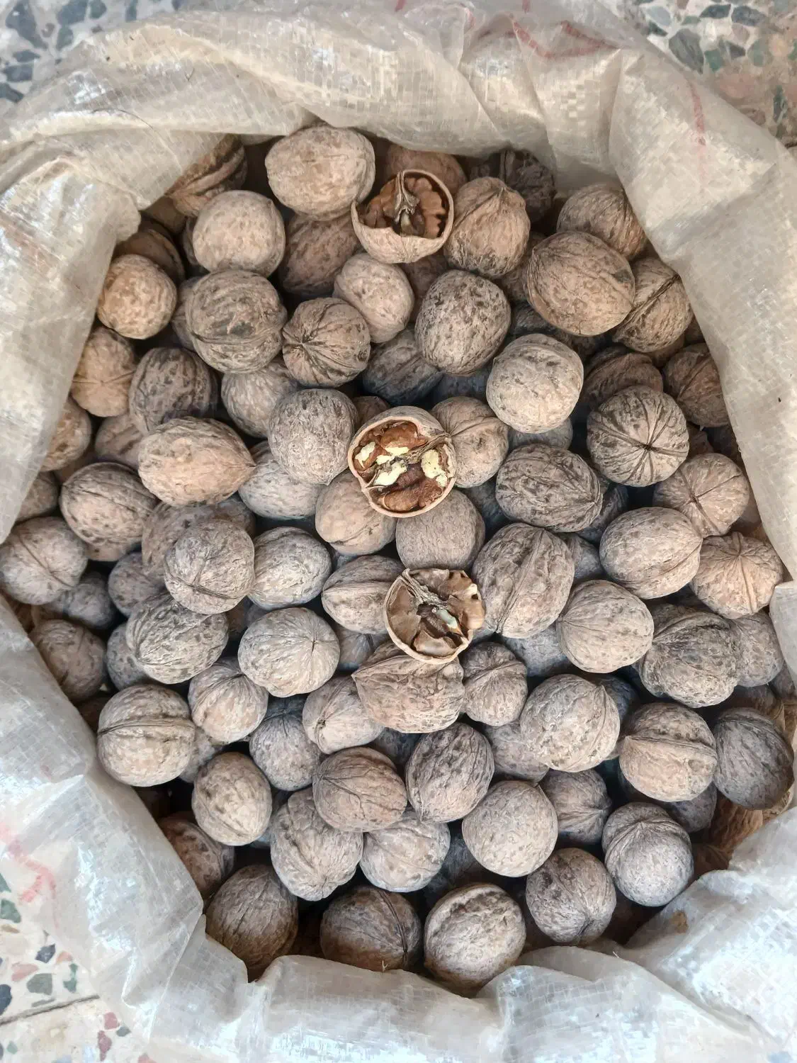 گردو لرستان|خوردنی و آشامیدنی|گلستان (تهران), |دیوار