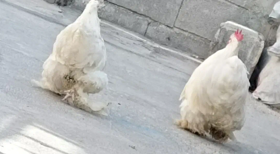 مرغ|حیوانات مزرعه|سرپل ذهاب, |دیوار