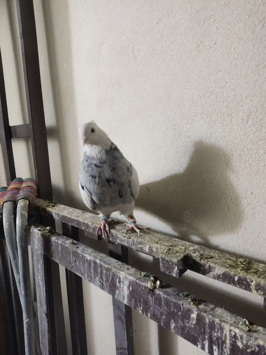 کبوتر طوقی|پرنده|سنندج, |دیوار