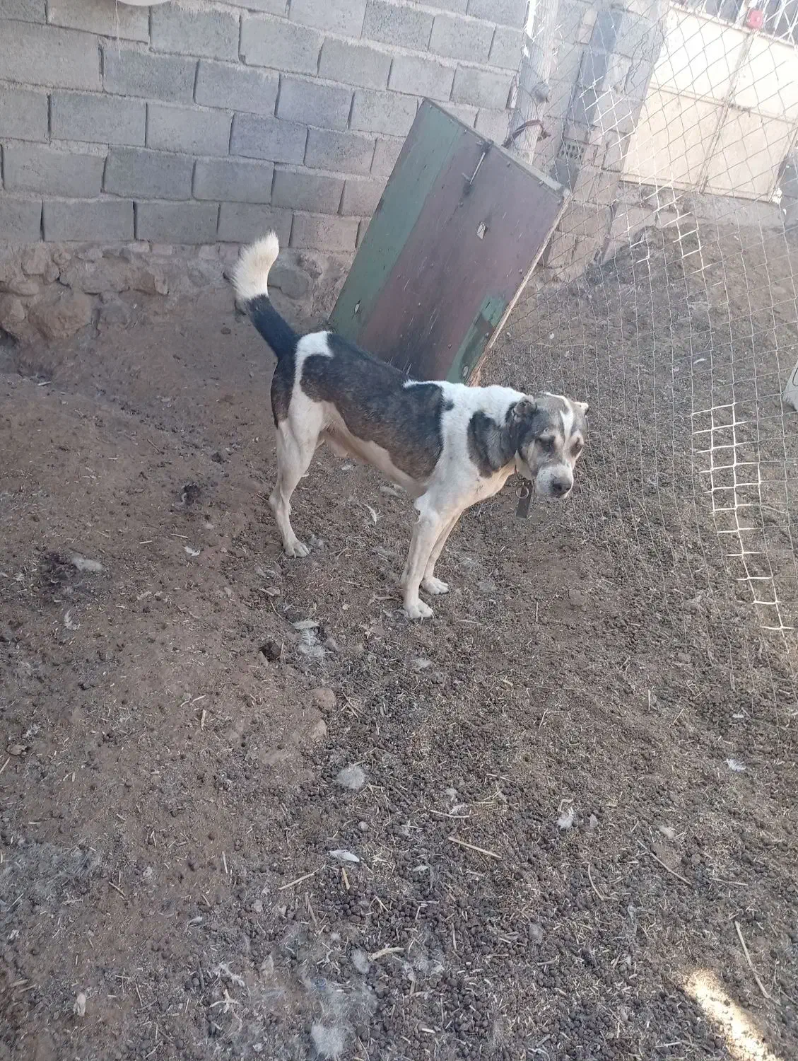 سگ‌گلگی‌دهن‌پاک|سگ|گناباد, |دیوار