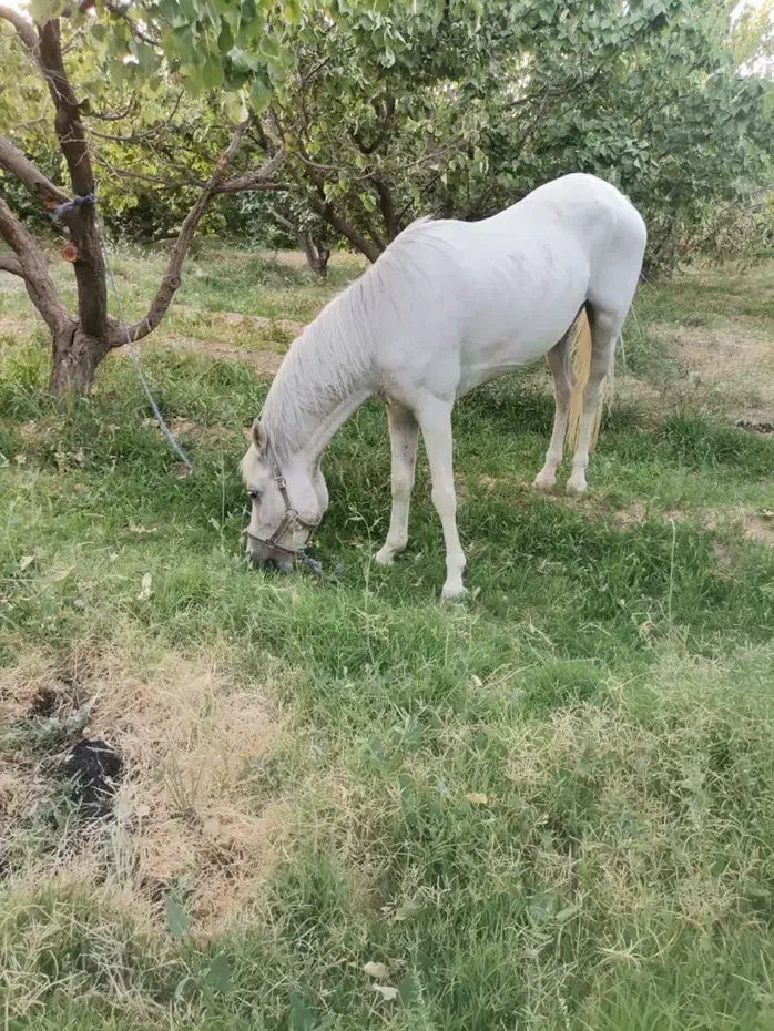 اسب سفید|اسب و تجهیزات اسبسواری|ابرکوه, |دیوار