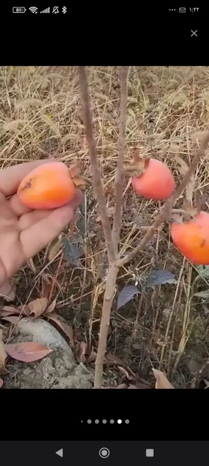 فروش نهال خرمالو با تمامی ارقام|خدمات باغبانی و درختکاری|خلخال, |دیوار