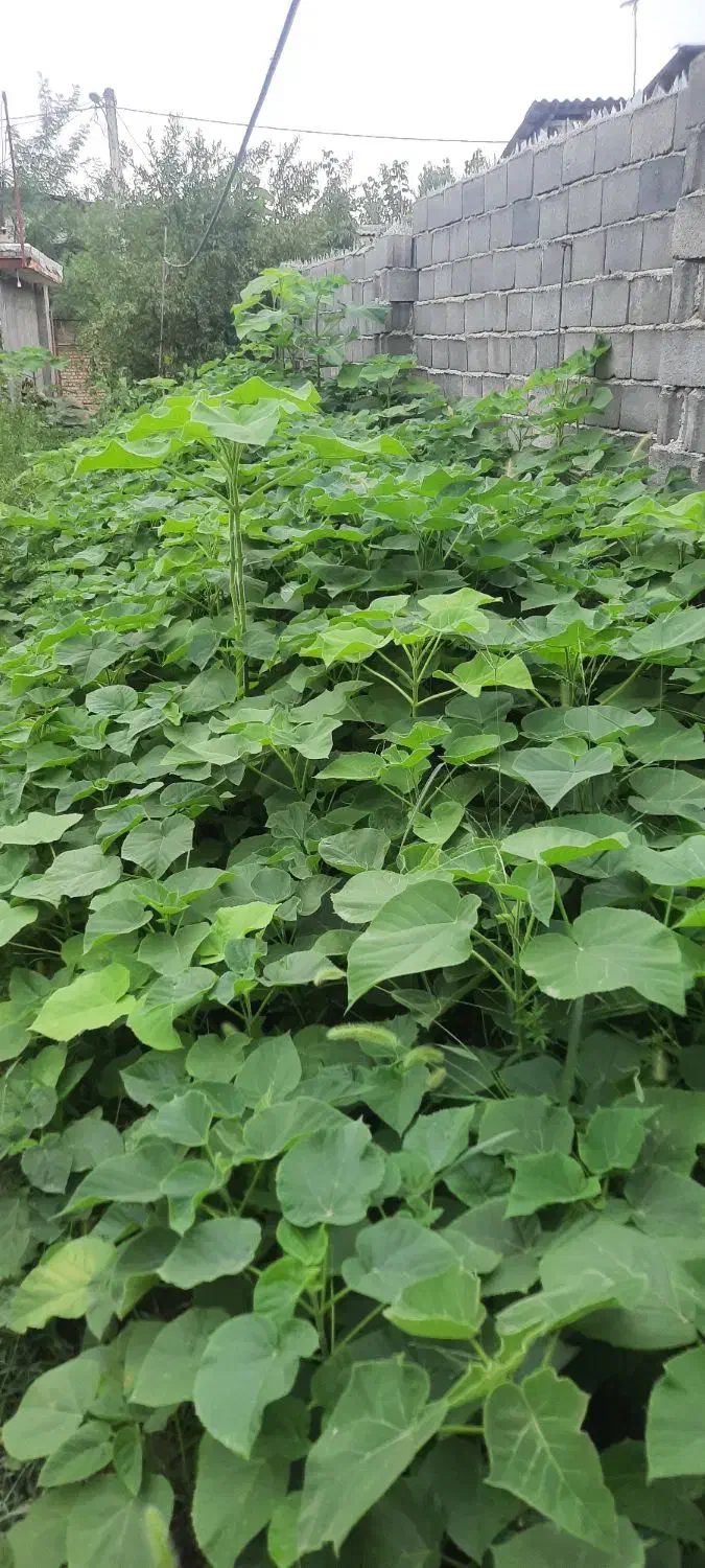 نهال پالونیا،انجیر،انار،ازگیل،نارنج و زیتون تلخ|خدمات باغبانی و درختکاری|علیآباد کتول, |دیوار