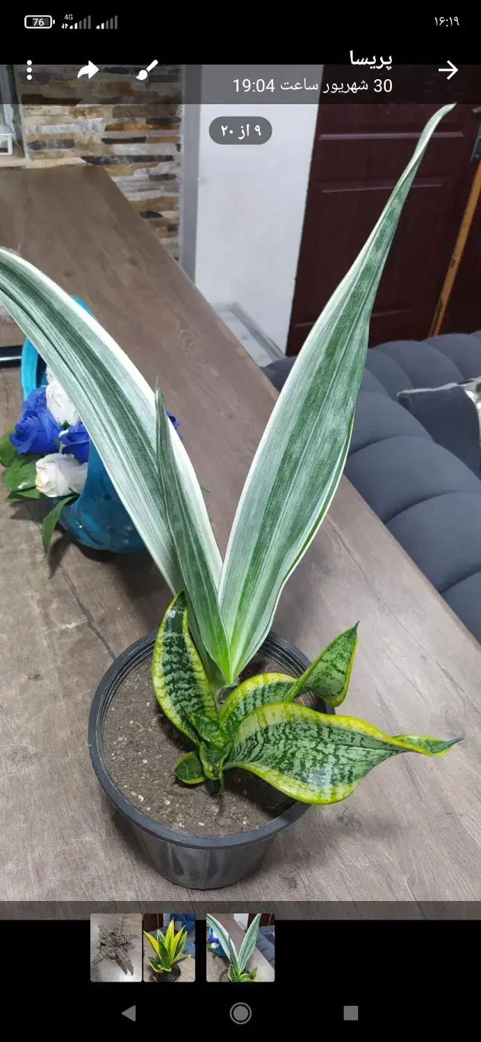 سانسوریا گلدان بزرگ|گل و گیاه طبیعی|کوچصفهان, |دیوار