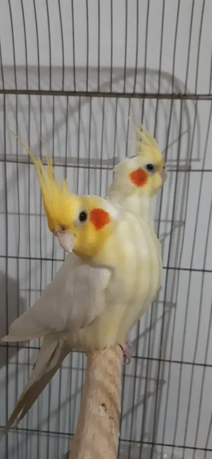 عروس هلندی|پرنده|شوشتر, |دیوار