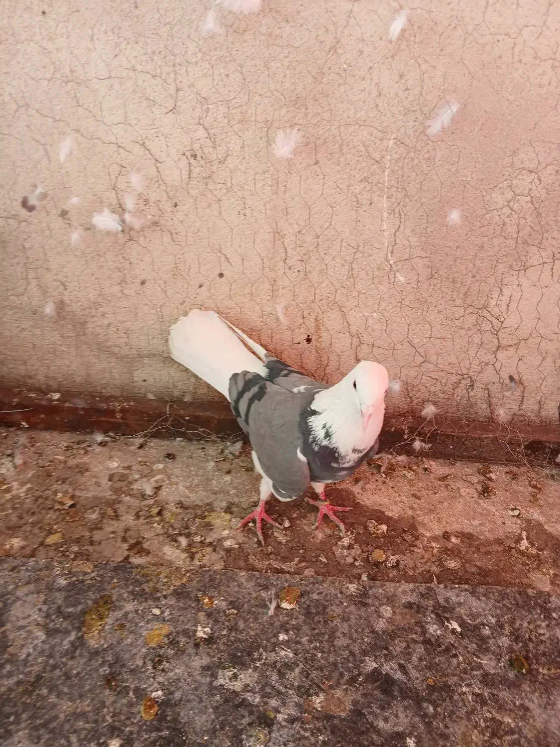 یک جفت کفتر خوب|پرنده|بومهن, |دیوار